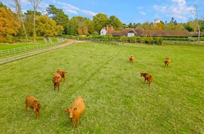 Drone photo of cattle grazing on farmland